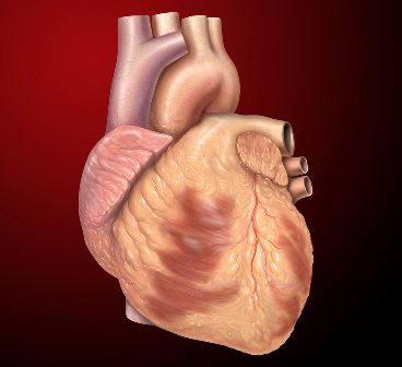 Illustration: The human heart